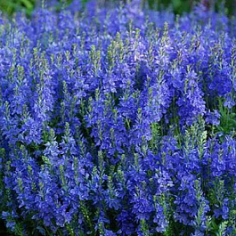 Вероника (Змеиная трава) большая Royal Blue