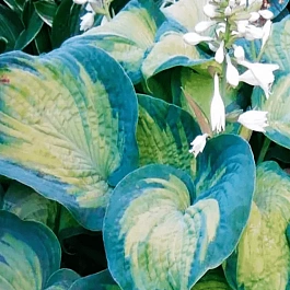 Хоста Color Glory