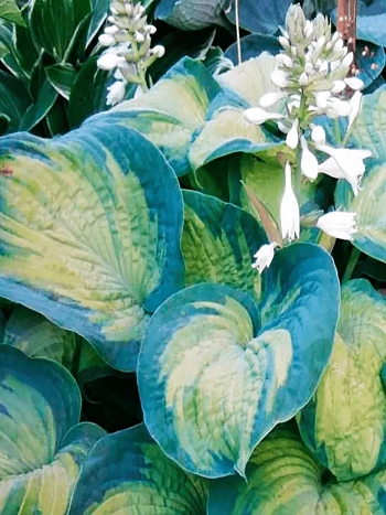 Хоста Color Glory