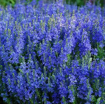 Вероника (Змеиная трава) большая Royal Blue