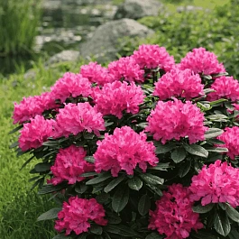 Рододендрон гибридный Hellikki