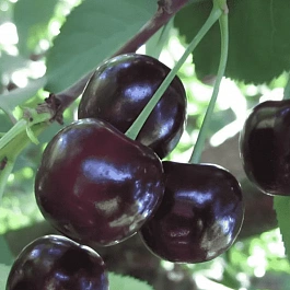 Вишня Россошанская черная