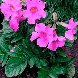 Инкарвиллея Делавея