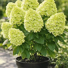 Гортензия метельчатая Panatella