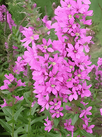 Дербенник иволистный Rosy Gem