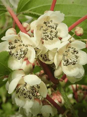 Актинидия аргута Weiki М