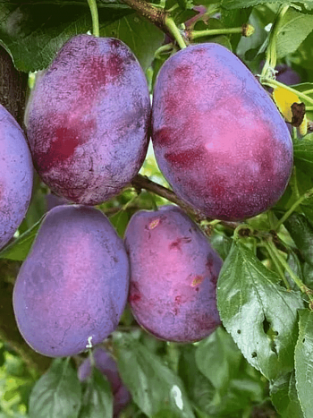 Слива домашняя  Волат