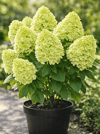 Гортензия метельчатая Panatella