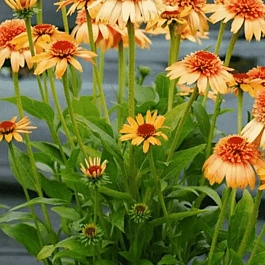 Эхинацея Cantaloupe Supreme