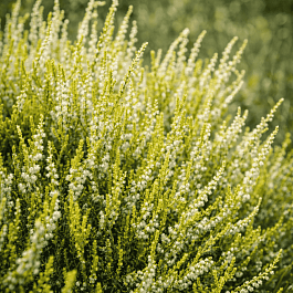 Вереск обыкновенный Westerlee Gold