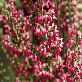 Вереск обыкновенный Siska