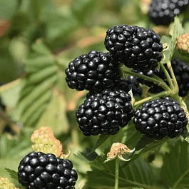 Ежевика Ponca