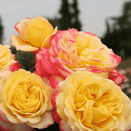 Роза чайно-гибридная Kordes Jubilee