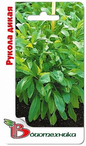 Салат  Рукола