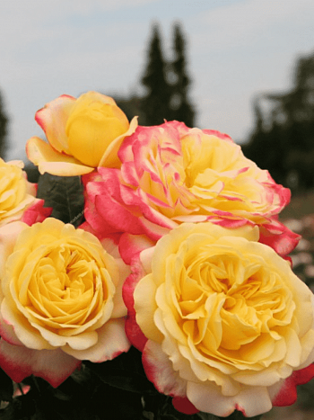 Роза чайно-гибридная Kordes Jubilee