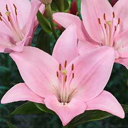 Лилия ЛА-гибрид Чайковский