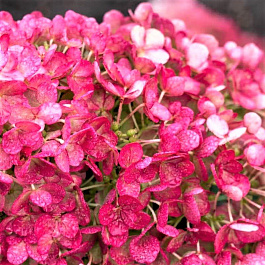 Гортензия метельчатая Литтл  Рози