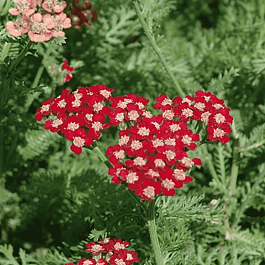 Тысячелистник обыкновенный Laura