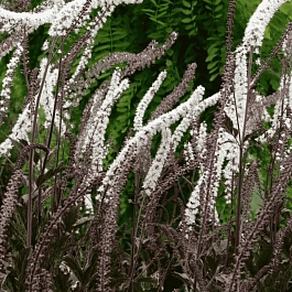 Клопогон ветвистый  Black Negligee