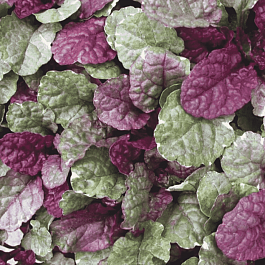 Живучка ползучая Sugar Plum