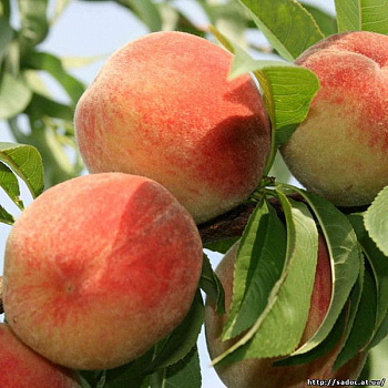 Персик  Гринсборо