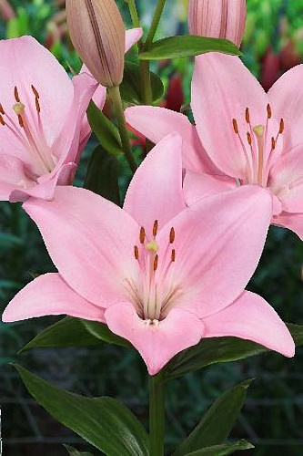 Лилия ЛА-гибрид Чайковский