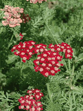 Тысячелистник обыкновенный Laura