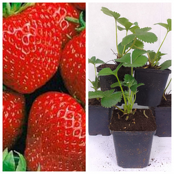 Земляника садовая Полка НАБОР 5ШТ Земляника садовая Полка НАБОР 5ШТ