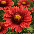 Гайлардия гибридная Mesa Red