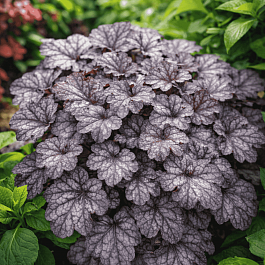 Гейхера Regina