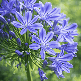 Агапантус африканский