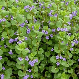 Будра плющевидная