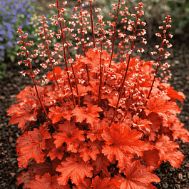 Гейхера Peach Flambe