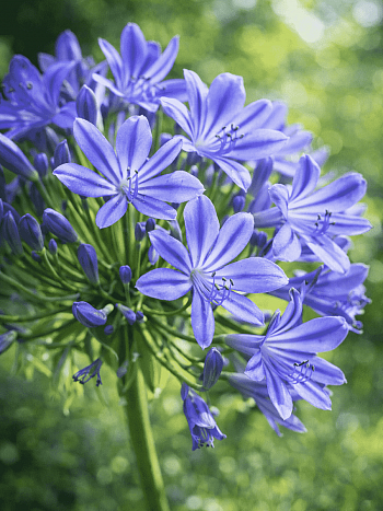 Агапантус африканский