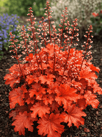 Гейхера Peach Flambe