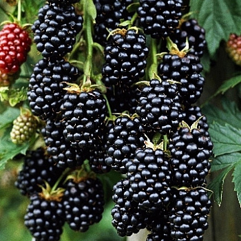 Ежевика Тонфри