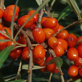 Облепиха Дружина