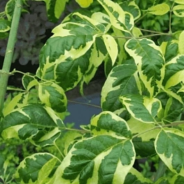 Клен ясенелистный Aureovariegata