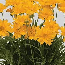 Кореопсис крупноцветковый Double the Sun