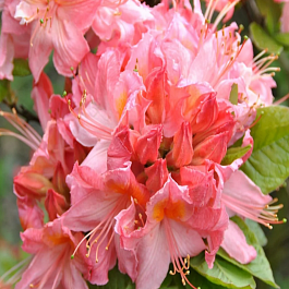 Азалия Pink Delight