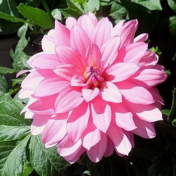 Георгина декоративная Гэллери Ренуар