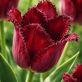 Тюльпан Pacific Pearl