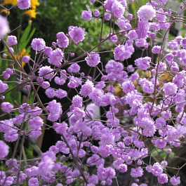 Василистник Делавея Hewitts Double