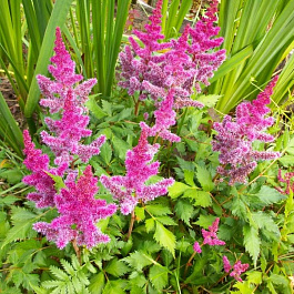 Астильба гибридная Purpurea Elegans