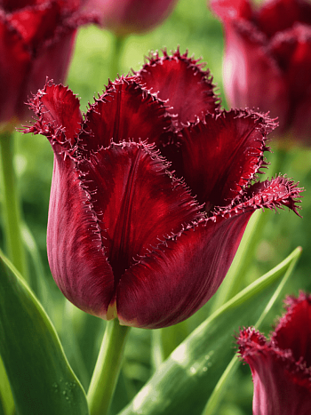 Тюльпан Pacific Pearl