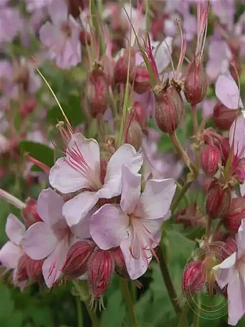 Герань крупнокорневищная Ingwersen’s Variety 