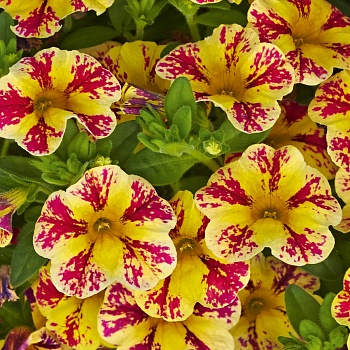Калибрахоа Calita Eompact Vanila Rose Star