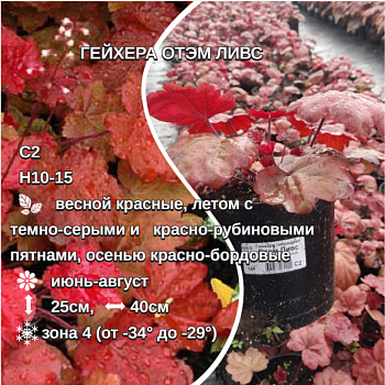 Гейхера гибридная Отэм Ливс