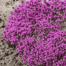 Тимьян ранний Purple Beauty