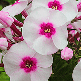 Флокс метельчатый Younique Trendy